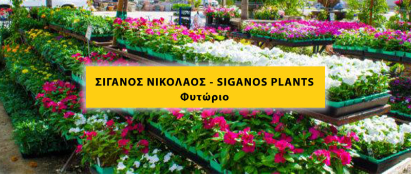 ΣΙΓΑΝΟΣ ΝΙΚΟΛΑΟΣ – SIGANOS PLANTS